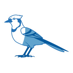 bird natural feather fauna animal vector illustration