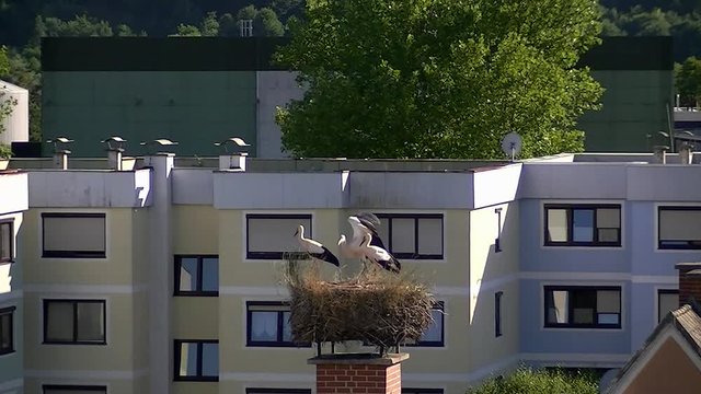 Fl&uuml;gelgymnastik bei einem Jungstorch im Nest vor seinen zwei Geschwistern (Totale)