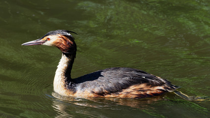 Great Crested Grebe - Podiceps cristatus