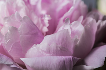 Smooth pink peony flower petals close up