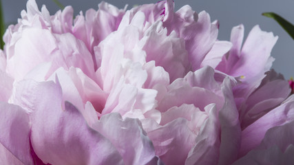 Smooth petals of a beautiful pink peony flower in bloom