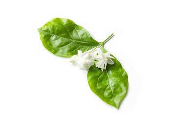 Jasminum (Jasminum sambac) isolated on white background