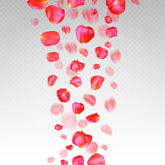 A lot of falling red rose petals on transparent background.