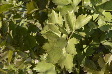 Garden litter with fresh green leaves