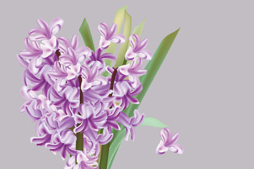 Lily flowers Spring season Vector illustration