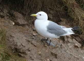 Obraz premium Kittiwake nesting and mating. A gentle looking, medium-sized gull with a small yellow bill and a dark eye.
