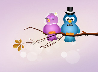 birds in love