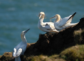 Fototapeta na wymiar Gannets in breeding colony on chalk coastal cliffs in eastern UK.
