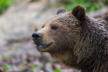 side view portrait of natural brown bear