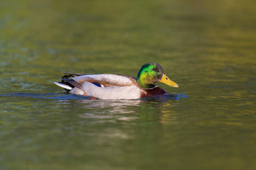 portrait of swimming male mallard duck (Anas platyrhynchos)