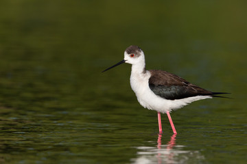 portrait of common stilt (Himantopus himantopus) standing in water