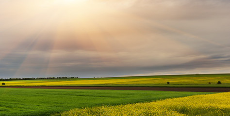 Obraz premium Flowering fields of the rape plant, the process of making biofuel.