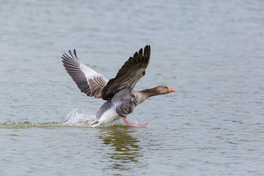 gray goose (anser anser) running on the water surface