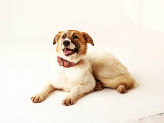 Beautiful little puppies