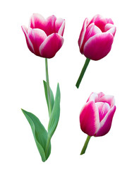 Fototapeta premium Pink tulip with white border