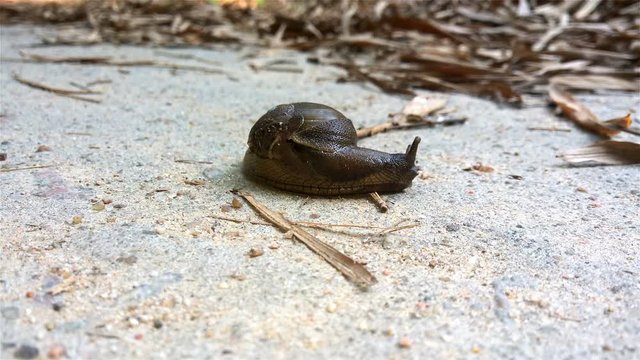 snail turning around on concrete 4K