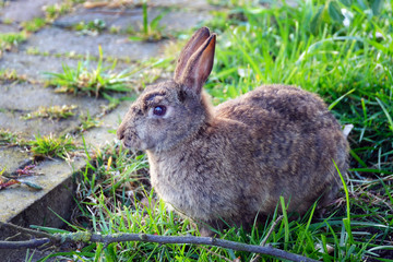 Common Rabbit feeding on grass lawn in UK.
