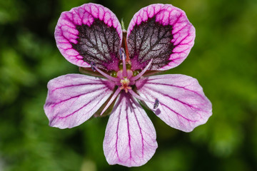 Flor de Erodium glandulosum. Cargola o alfiler de roca.