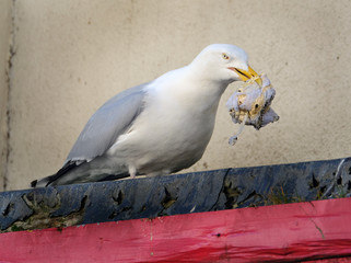 Herring gull scavenging rubbish from bins in seaside town bins.
