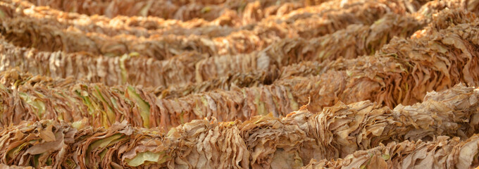 dry tobacco leaves, natural, 
