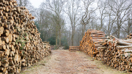 Stacked timber in a dutch forrest