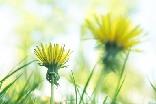 Fototapeta pissenlit fleur herbe printemps saison jaune