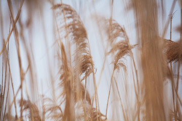 Close up photo of reed. Very shallow DOF.
