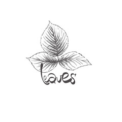 hand drawn leaves
