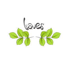 leaves illustration