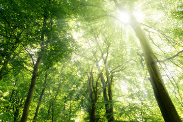 Naklejka premium Promienie słońca wpadające przez drzewa. Tło natura.