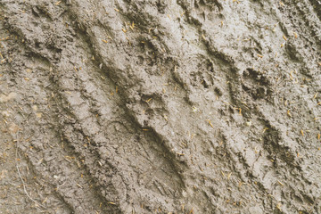 Footprints and paws in mud texture