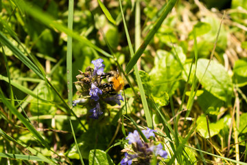 Bumblebee on purple flower. Nature Background.