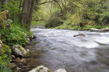 Obraz premium In der Wutachschlucht, Schwarzwald