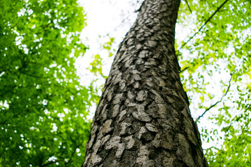 Tree Trunk texture with very shallow depth of field.