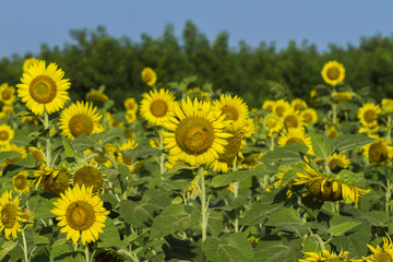 Obraz premium Sunflower by setting sun (Helianthus annuus) in the farm