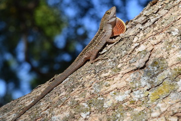 Florida Lizard on Tree