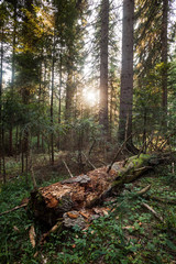 Sunbeam penetrates through the woods.