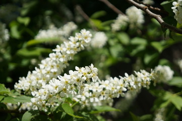 Bird cherry tree - blooming tree with white flowers