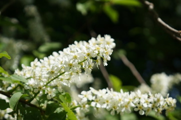 Bird cherry tree - blooming tree with white flowers