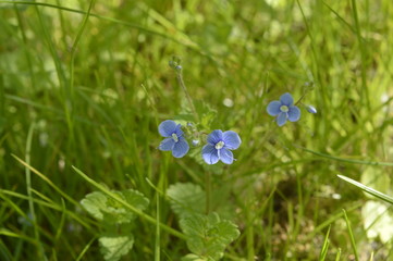 Veronica chamaedrys - small , spring blue weed