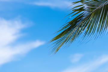 palm with blue sky