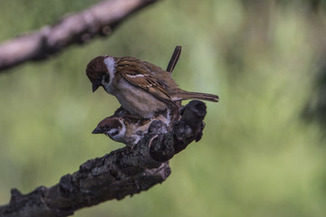 The sparrow.