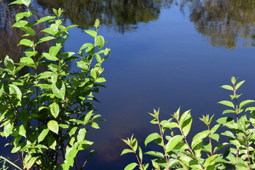 Florida Lake w Foliage
