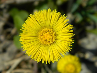 dandelion