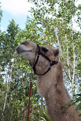 Camel at Zoo