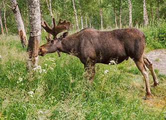 Bull moose eating bark of birch in forest.
