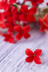 Red flowers