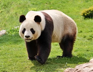 Deurstickers Panda Reuzenpanda camera kijken.