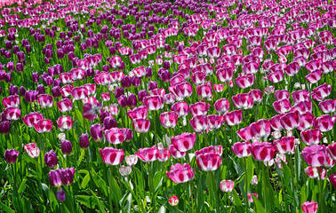 Пёстрые сиреневые и лиловые тюльпаны на большой клумбе в парке весной.