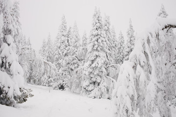 Trees on the hillside wrapped in snow caps. Heavy snowfall in the beginning of winter in the Southern Urals.